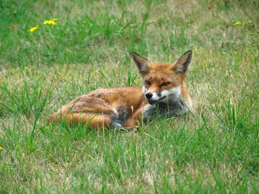 Le compte renard, c’est quoi exactement ?