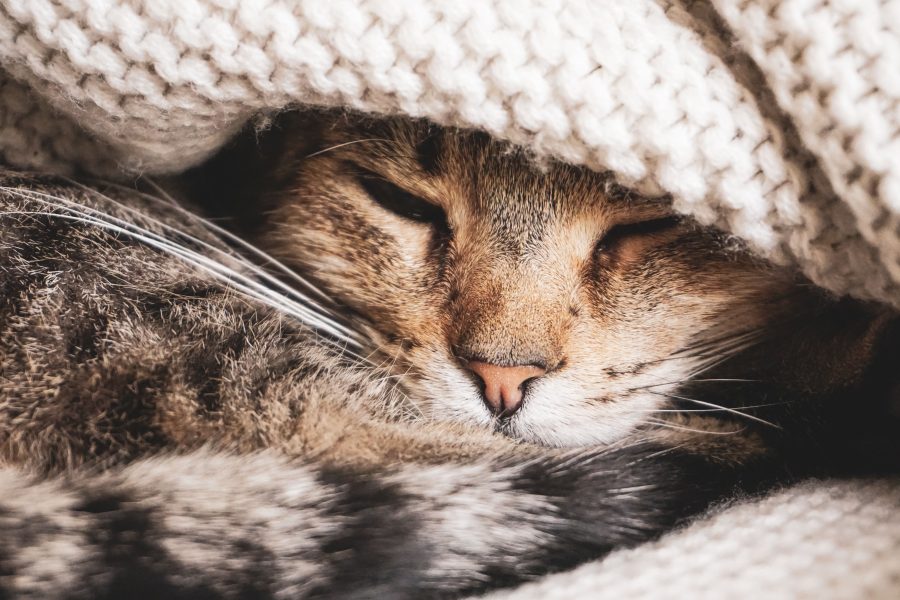 Comment tricoter pour son chat sans se tromper de matière ?