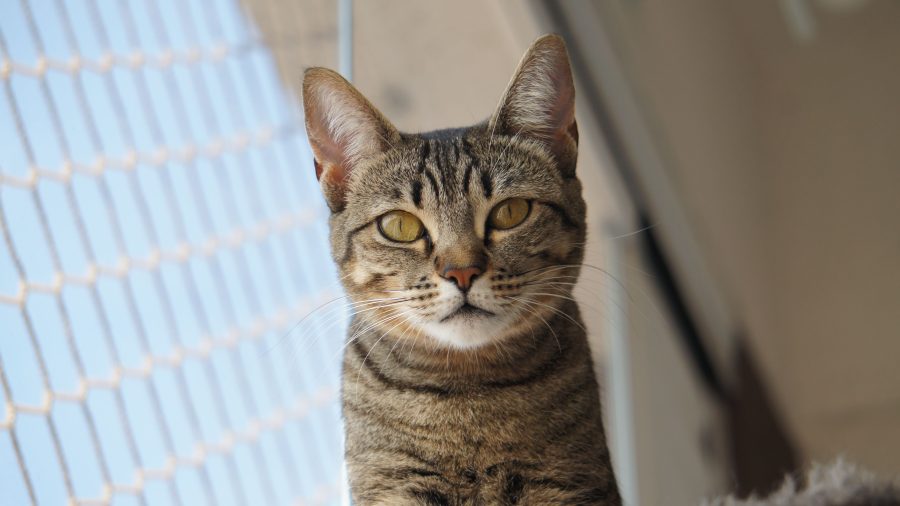 Comment choisir un chat maille pour sécuriser ton balcon ?