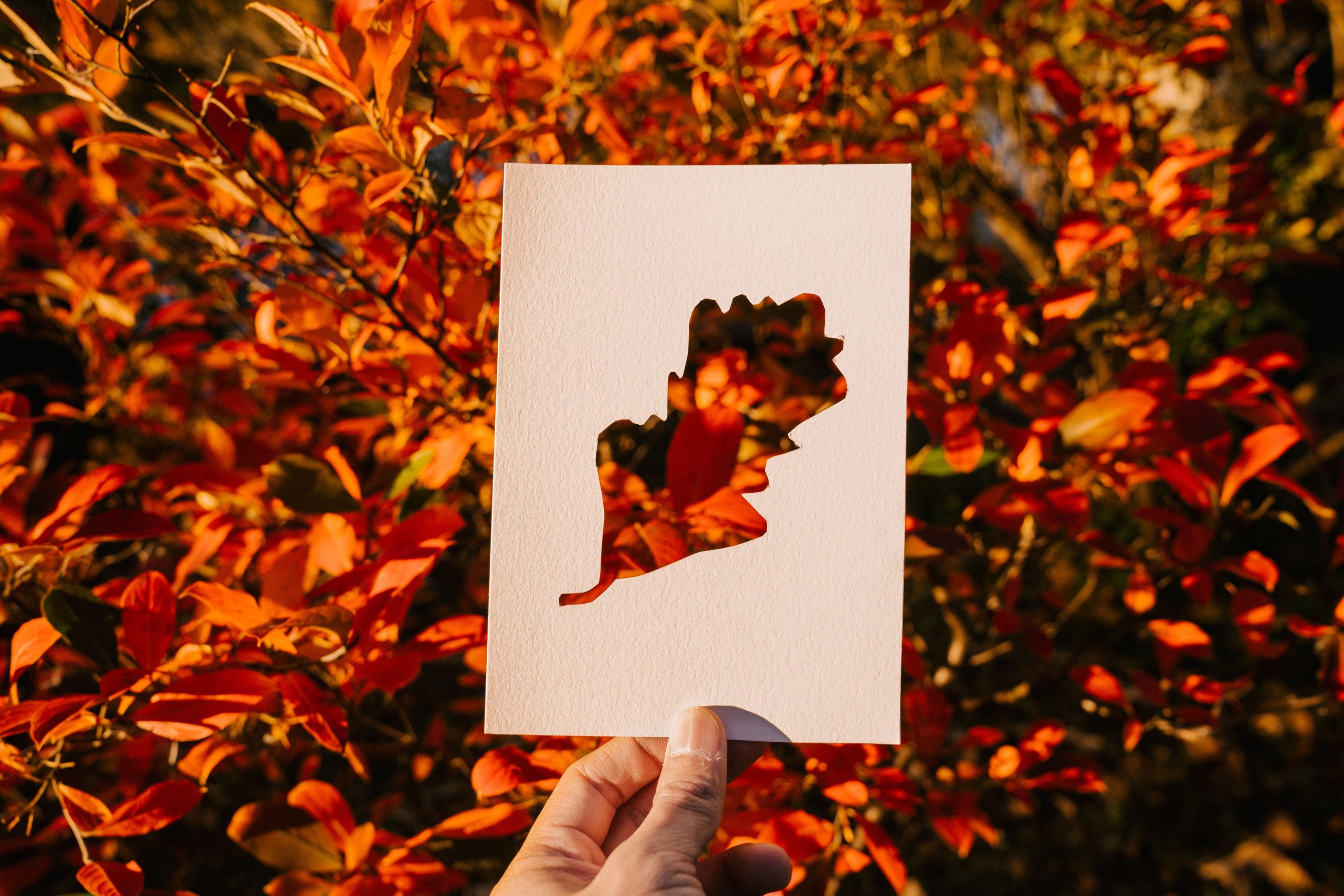 Personne découpe feuille papier buisson orange