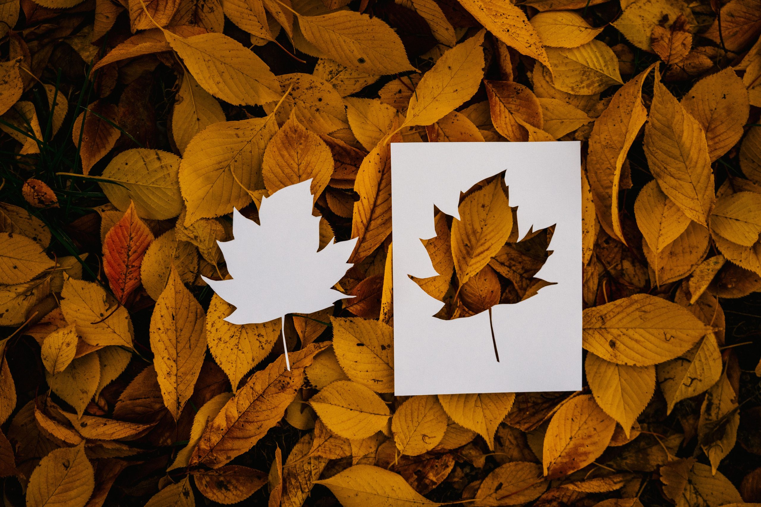 Feuille érable découpée feuilles jaunes automne