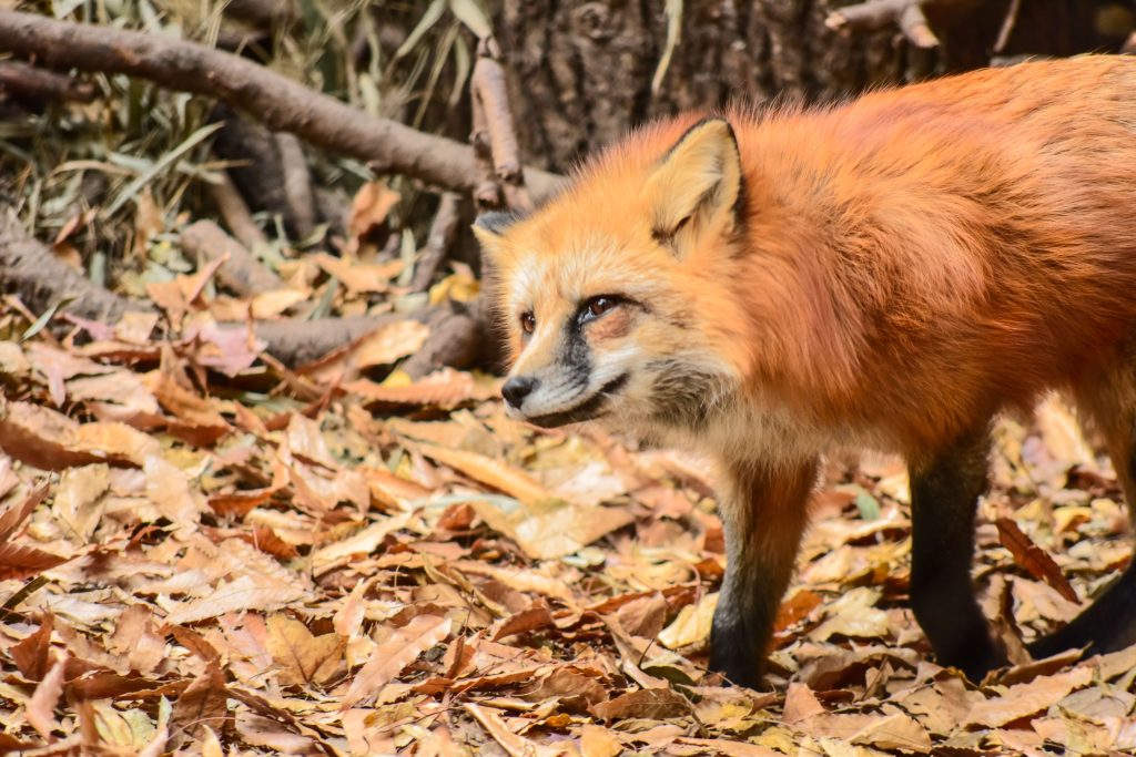 Comment réussir ton renard en feuilles d’automne sans qu’il s’effrite ?